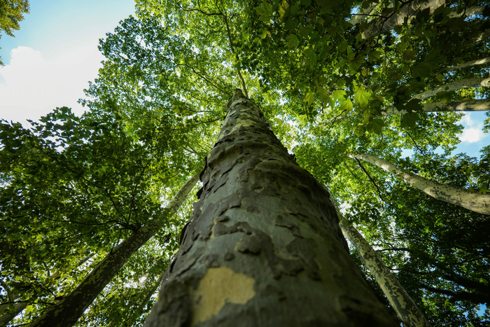 Majestic towering tree with textured bark and vibrant green leaves reaching towards the sky.