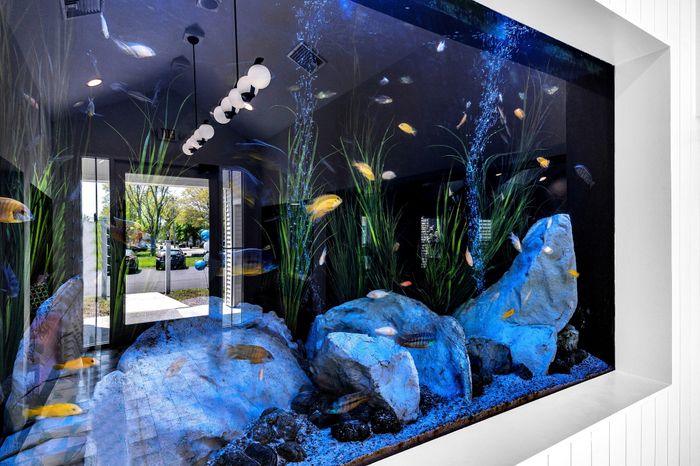clubhouse fish tank