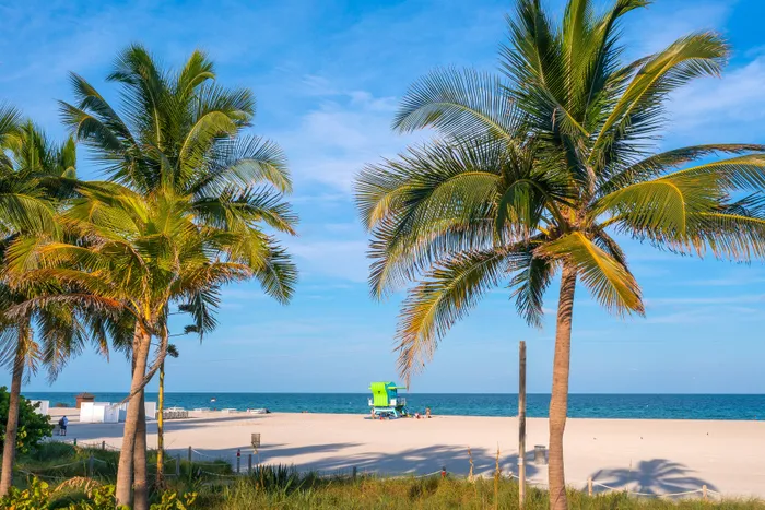 beach setting with palm trees