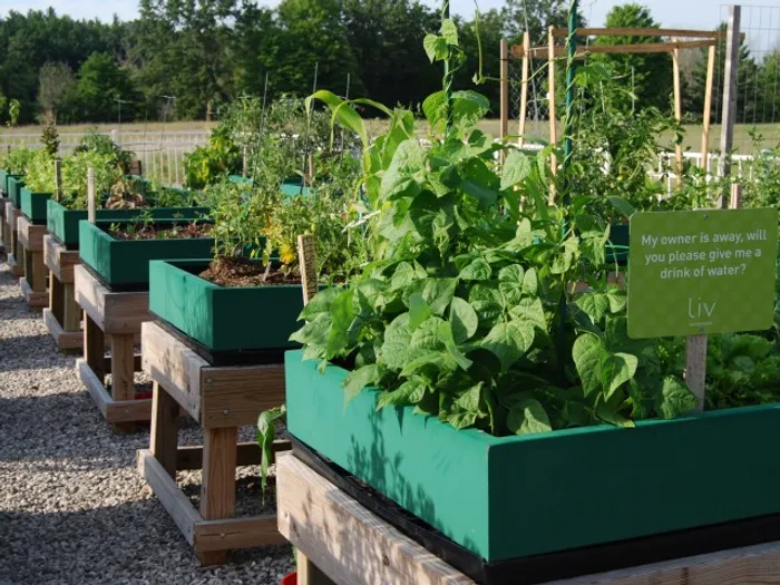 Community raised garden beds