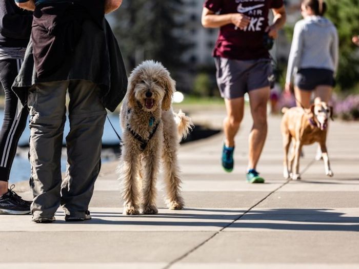 Dog Friendly Community