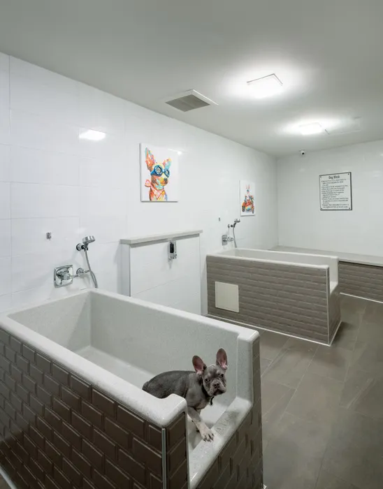 A French bulldog sitting in one of two large pet-washing tubs with detachable sprayers. On the wall is a colorful image of a dog wearing goggles.