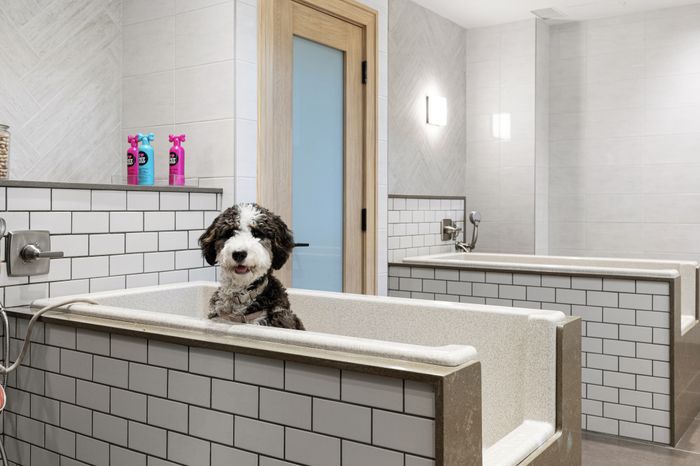 dog wash station with white and black fluffy dog