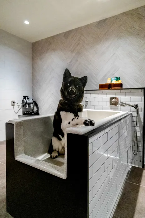 dog wash station with black and white medium sized dog in the tub