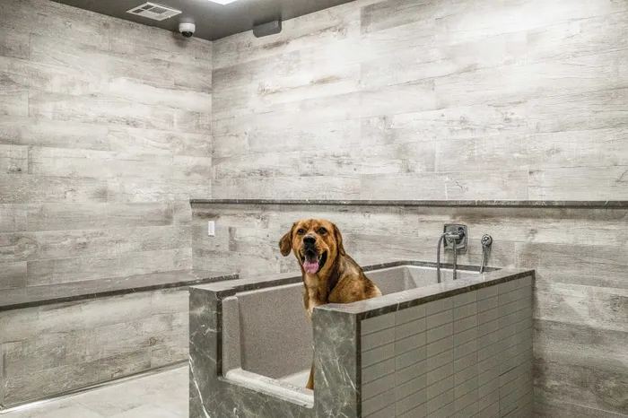 Modern pet grooming station in a chic apartment with elegant stone walls and a happy dog enjoying a bath.