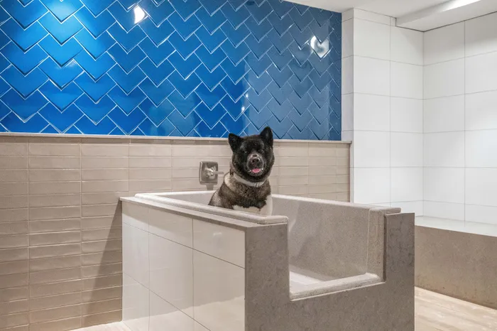Chic pet washing station with vibrant blue chevron tiles, perfect for pampering your furry friend in style.