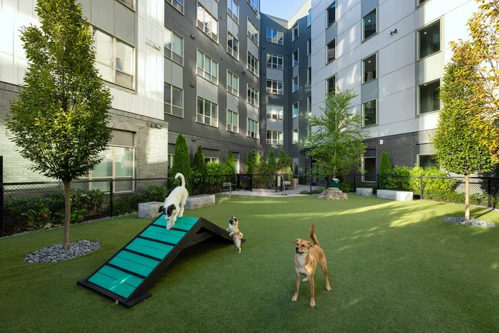 Dog Park