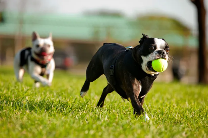 Dog Park |Twin Lake Towers Apartments | Westmont IL