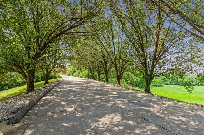 Enchanting tree-lined driveway offering peaceful serenity and lush greenery views, perfect for nature lovers.