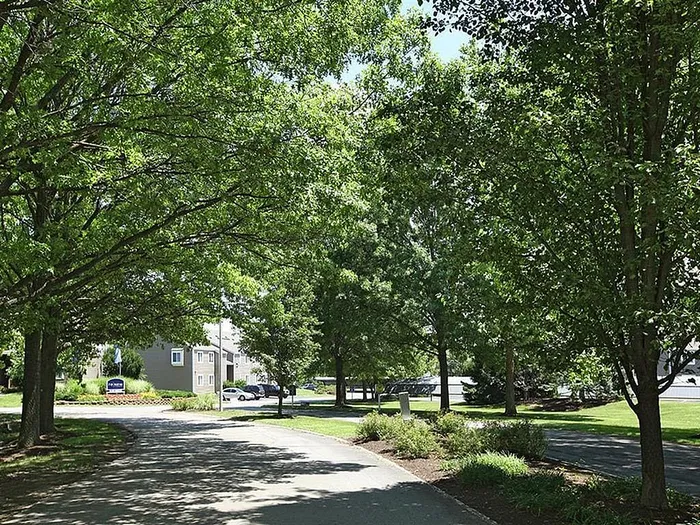 Charming residential street lined with lush green trees in a serene neighborhood setting.