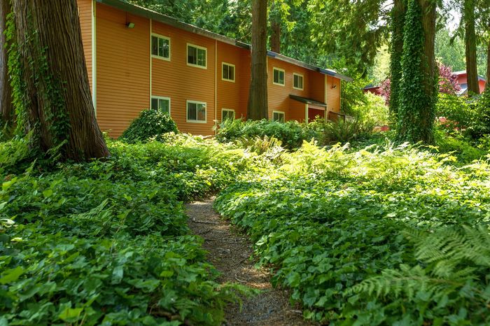 ReNew Evergreen (Evergreen Garden) - Lush Forest Path