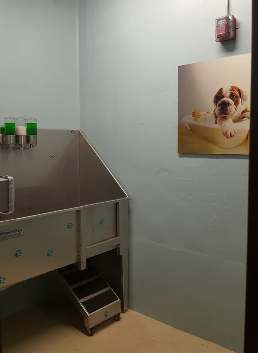 Pet wash station designed for convenient grooming and cleanup.