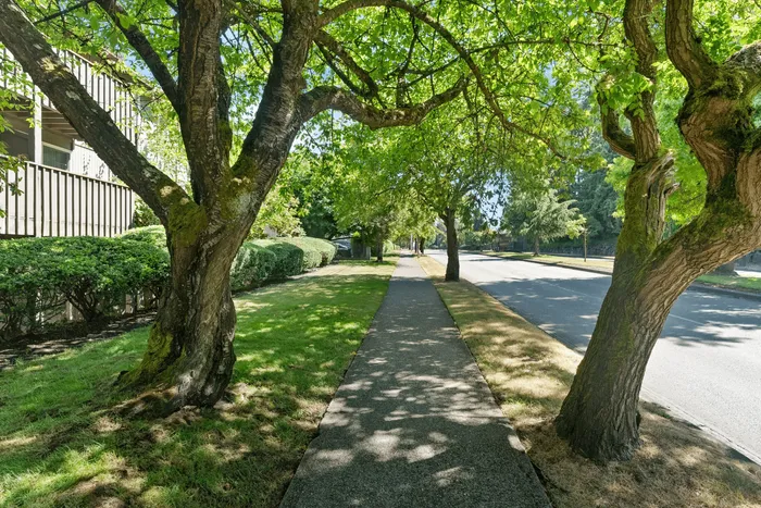 Charming tree-lined sidewalk offering serene green views and inviting outdoor strolls.