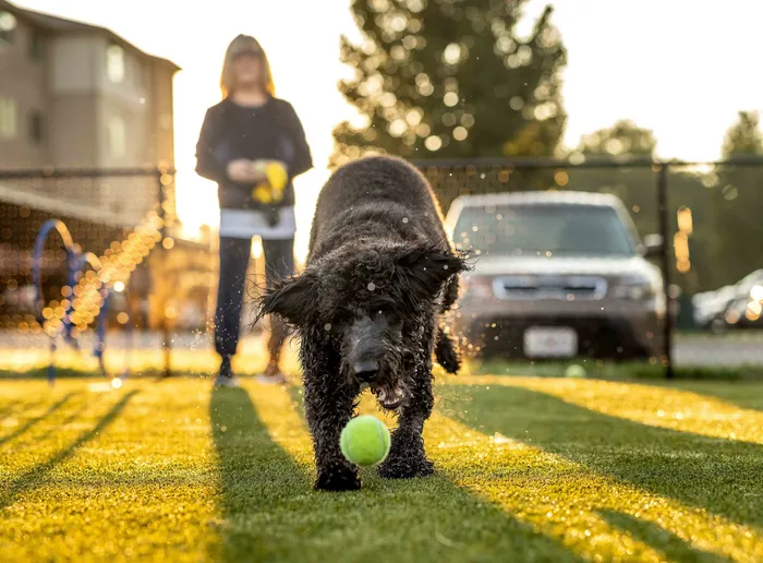 Coryell-Commons-Springfield-Missouri-55-Plus-Apartments-Amentities-Pet-Friendly-Dog-Park