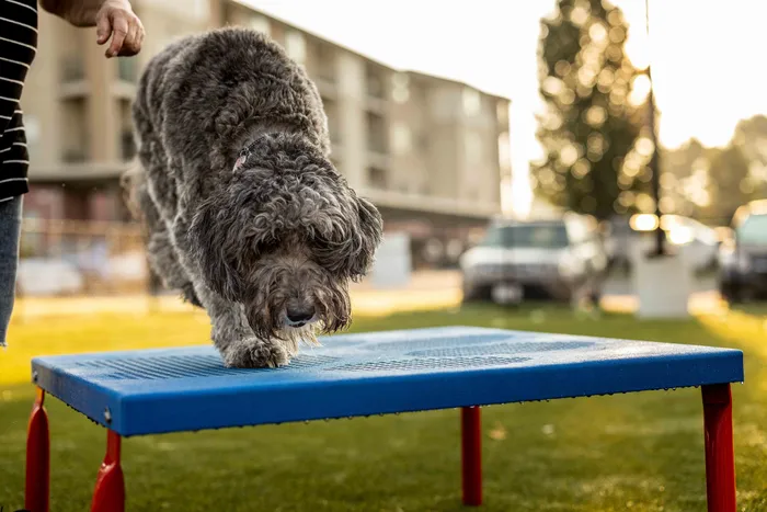 Coryell-Commons-Springfield-Missouri-55-Plus-Apartments-Amentities-Dog-Park-Agility-Equipment