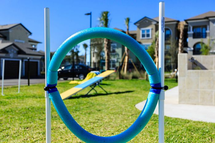 Vibrant apartment courtyard with playful dog agility setup, scenic views of modern architecture, and sunny ambiance.