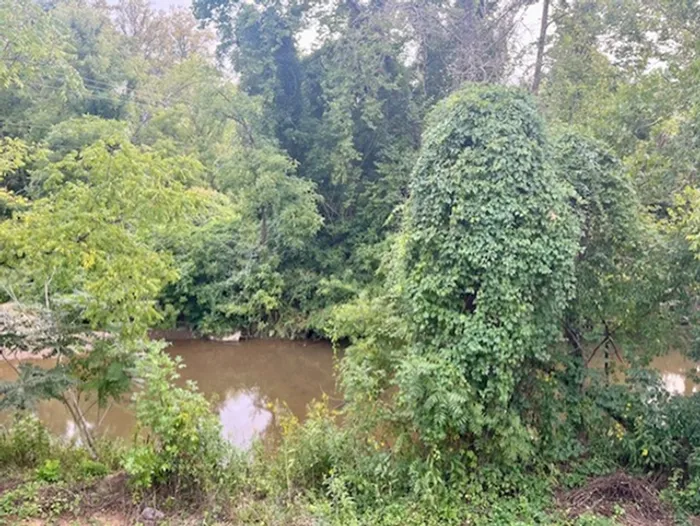 View of trees and creek