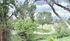 Scenic view of lush green parkland with winding walkway, framed by tall trees under a vibrant, cloudy sky.