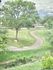 Serene view of a lush green landscape with a winding path, towering tree, and charming home in the distance.