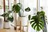 Sunlit room with lush green potted plants by large windows.
