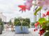 Vibrant terrace oasis featuring lush greenery, stylish wooden seating, and panoramic city views.