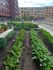 Community Garden