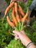 Community Garden Carrots