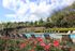Pool and Flowers