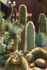 Vibrant desert landscape featuring tall cacti and succulents, offering a serene and picturesque view in a sunny courtyard.