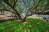 Beautiful courtyard with a stunning sprawling tree casting enchanting shadows on vibrant green grass, perfect for relaxation or outdoor activities.