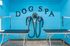 Modern and vibrant dog spa with blue walls, grooming tables, and dual air dryers for pet comfort and luxury.