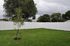 Charming backyard with new white vinyl fence and lush green lawn, accentuated by a freshly planted tree and serene surroundings.