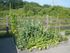 Charming community garden with lush vegetables flourishing in raised wooden beds against a serene green backdrop.