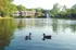 Club Hill Apartments Exterior: Pond with ducks and water feature, surrounded by trees and buildings with many windows.