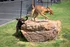 Pet park at Raiders Walk featuring fun obstacles for dogs to play on and ample space for exercise