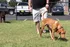 Bring Your Dog to the Off Leash, Fenced Pet Park with Obstacles