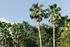 1800 The Ivy, exterior, palm trees, other trees