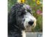 Animals up to 65lbs welcome! (Community) | Windmill Cove | Sandy Utah Apartments | Windmill Cove | Apartments in Sandy, Utah