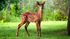 Deer in Nature | New Windsor Nature | Peaceful Animals