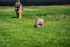 HL Dog Park