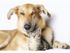 Pet friendly apartments for rent at Princeton Reserve | Apartments Dracut MA