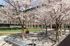 Outdoor patio area with trees in blossom at Watch Factory Lofts apartments in Waltham, MA.. | Watch Factory Lofts | Watch Factory Lofts Apartments