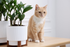 Charming ginger cat sitting beside lush green plants in contemporary white pots on a stylish wooden table | Princeton on Beacon Street
