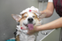 Princeton Wilmington Apartments | Pet Spa with Corgi getting washed | Pet friendly apartments near boston