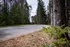 Silver Pine Circle