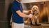 Charming dog being groomed on a modern pet grooming table, showcasing pet-friendly amenities in a stylish apartment setup.