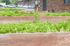 Charming community garden with lush green lettuce growing in wooden planters, set against a backdrop of cozy brick apartments.