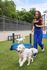 Vibrant outdoor dog park featuring playful dogs and a person enjoying a sunny day, surrounded by lush greenery and modern fencing.
