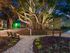 Evening at Banyan Trail's Banyan Tree