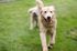 A dog running on a field with a ball in its mouth near our student apartments near The University of Athens.